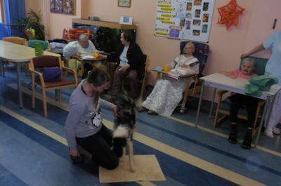 Vystoupení cvičených psů